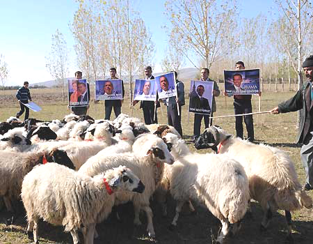 Turkish Sheep