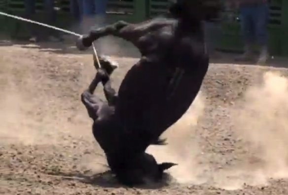 Mexicans Defend Cruel Horse-Tripping Diversity in Their Rodeos « Limits