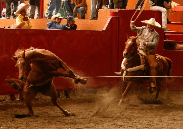 Mexicans Defend Cruel Horse-Tripping Diversity in Their Rodeos « Limits